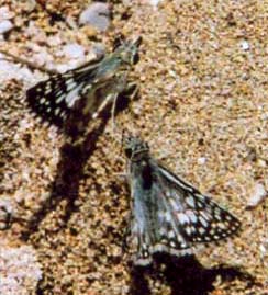 Checkered Skippers