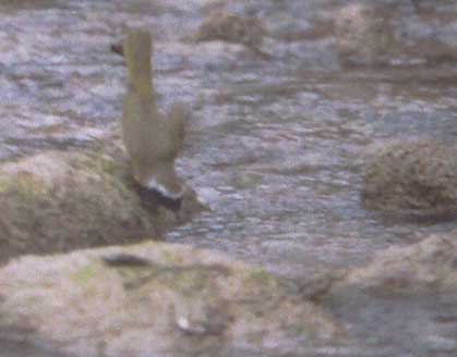 Common Yellowthroat