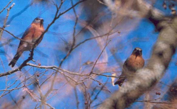 Eastern Bluebird