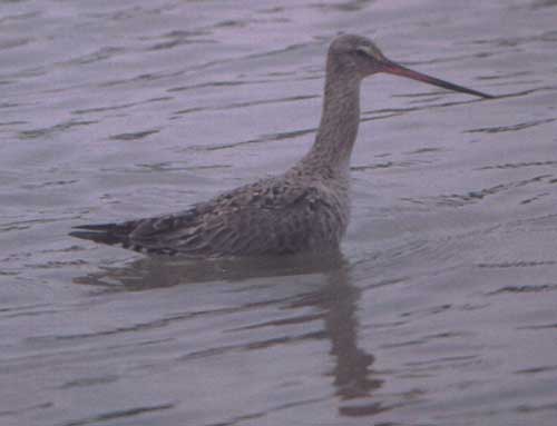 Hudsonian Godwit