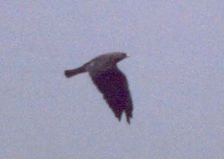 Swainson's Hawk