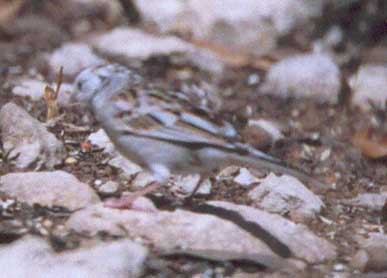 albino sparrow