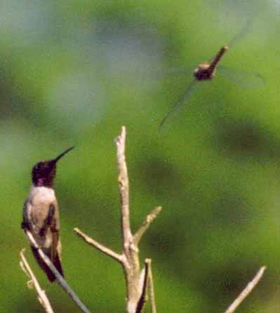 Hummingbird & Dragonfly
