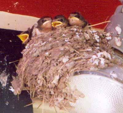 Barn Swallow Nest