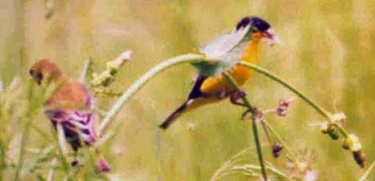 Lesser Goldfinch