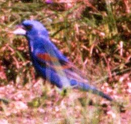 Blue Grosbeak