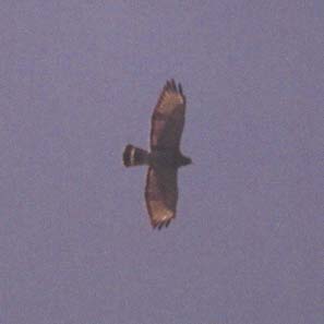 Broad-winged Hawk