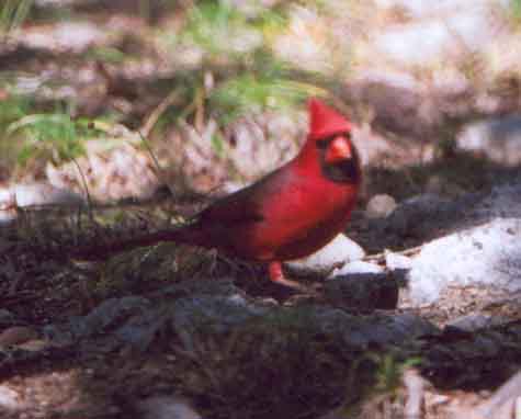 Northern Cardinal