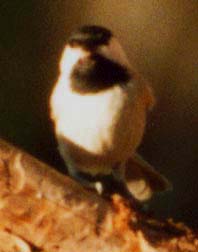 Carolina Chickadee