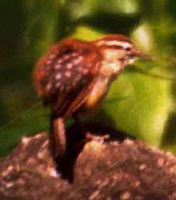 Carolina Wren