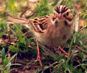 Clay-colored Sparrow