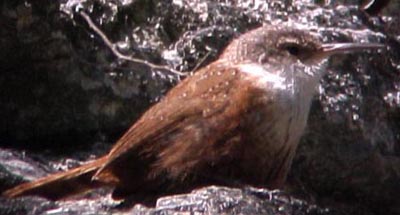 Canyon Wren