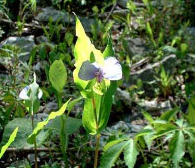 False Dayflower