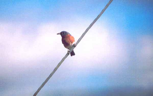 Eastern Bluebird