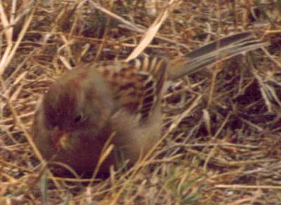 Field Sparrow