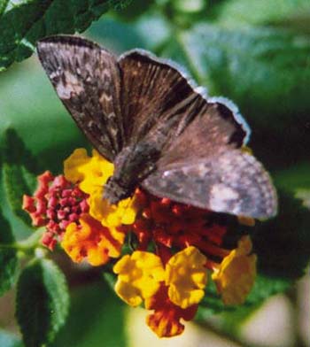 Funereal Duskywing sp.