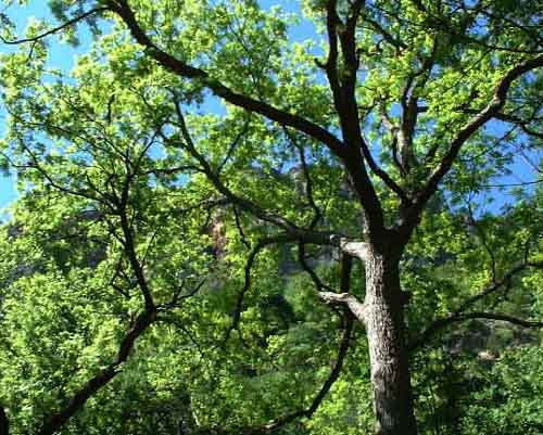 Garner State Park