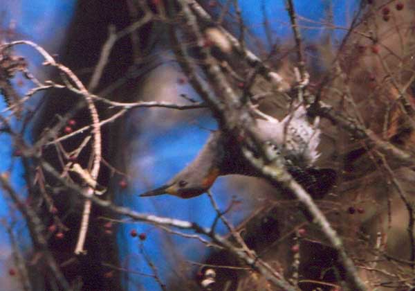 Golden-fronted Woodpecker