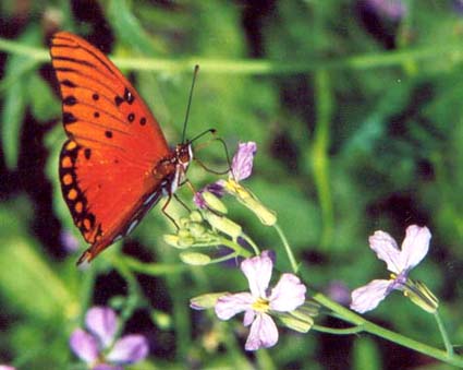 Gulf Fritillary