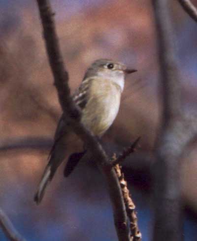Hammond's Flycatcher