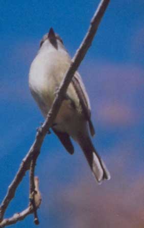 Hammond's Flycatcher
