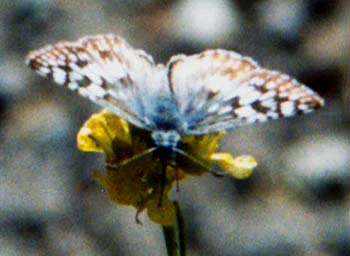 To Butterfly Sightings Archive