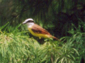 Kiskadee