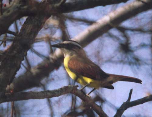 Great Kiskadee