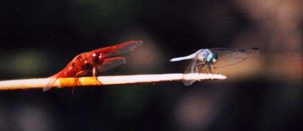 Flame Skimmer - Blue Dasher