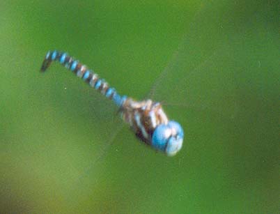 Blue-eyed Darner