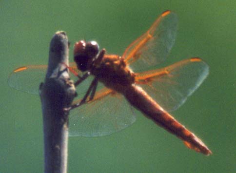 Flame Skimmer