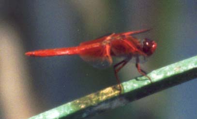 Flame Skimmer