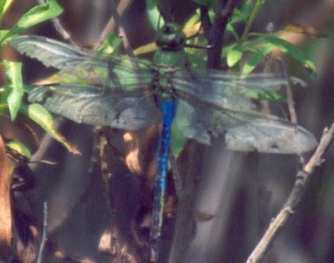 Green Darner