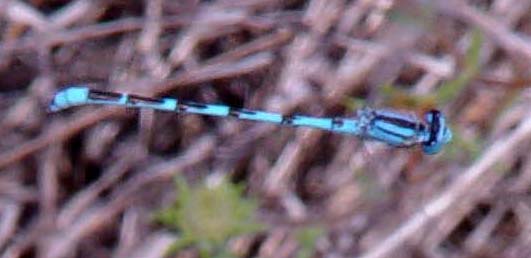 Arroyo Bluet