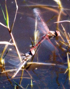 Variegated Meadowhawk Pair