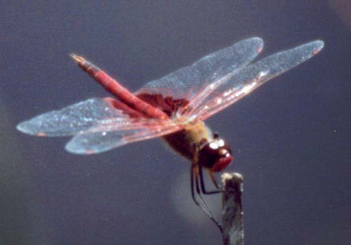 Red Saddlebags