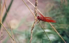 Flame Skimmer