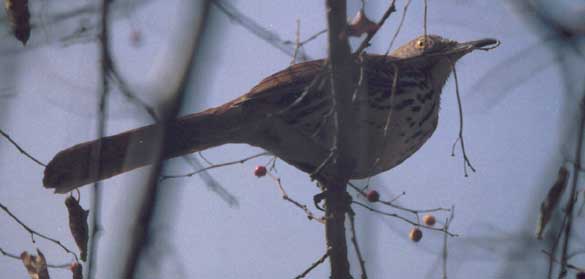 Long-billed Thrasher
