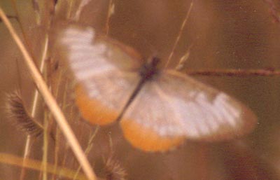 Common Mestra