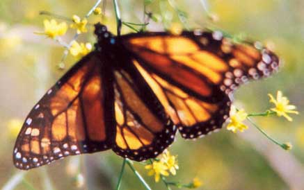 Monarch