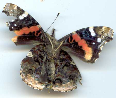 Red Admiral