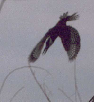 Ringed Kingfisher