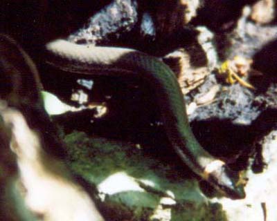 Ringneck Snake