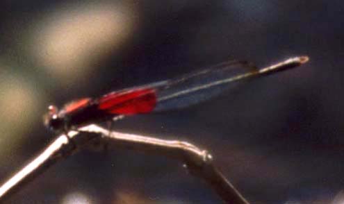 Rubyspot