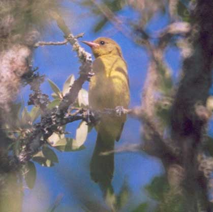 juvenile oriole