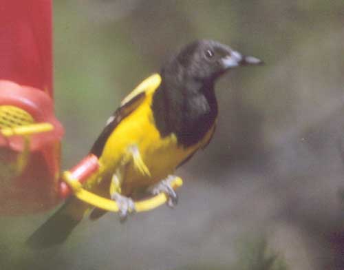 Scott's Oriole