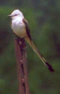 Scissortail