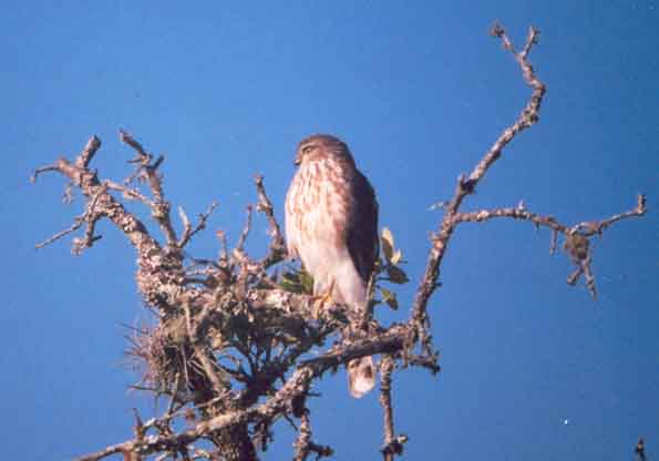 sharp-shinned Hawk