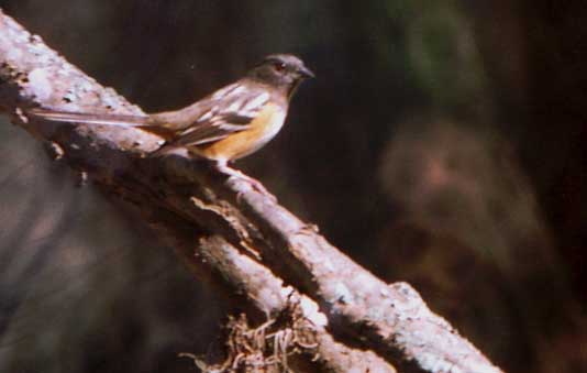 Spotted Towhee
