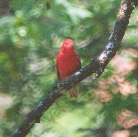 Summer Tanager
